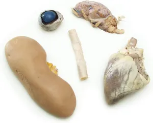 Anatomy Lab Preserved Mammal Anatomy Specimen for Dissection Set, for Biology Classes, Vacuum Pack of 5